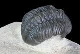 Cute, Detailed, Reedops Trilobite - Foum Zguid, Morocco #84527-3